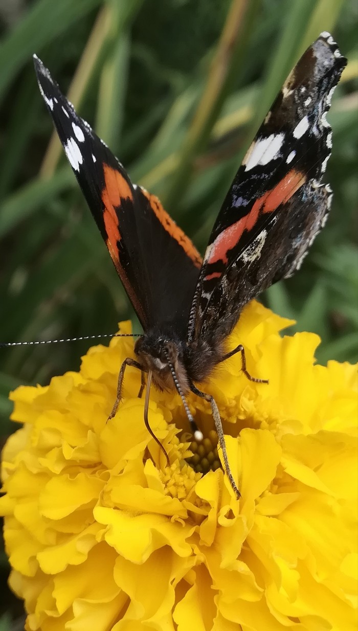 Butterfly. - My, Butterfly, Flowers, Longpost, Butterfly Admiral