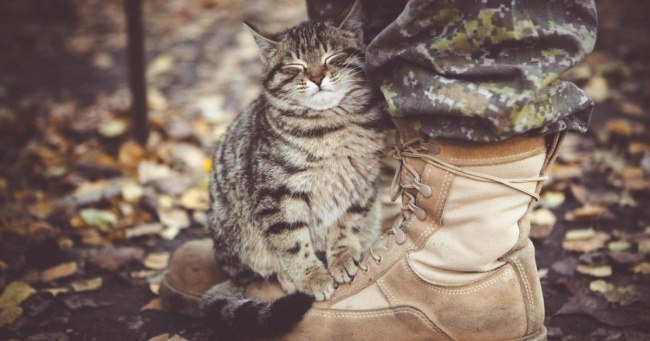 When I found a personal protector - cat, Milota, Camouflage, Military, Boots