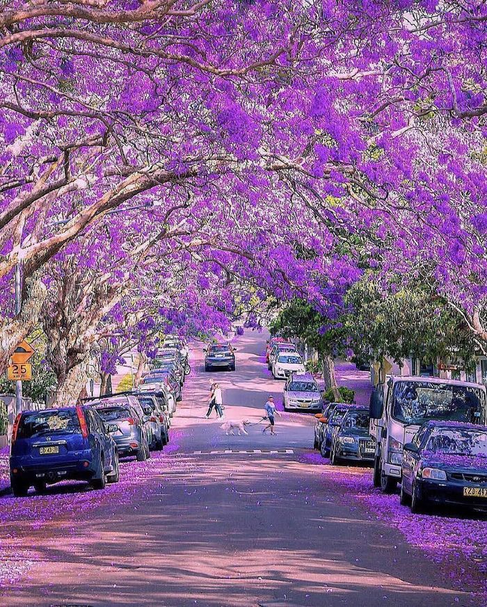 Blooming Jacaranda in Sydney - JACARANDA, Sydney, Australia, The photo