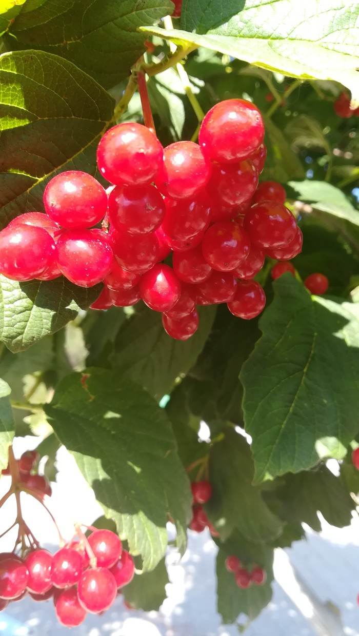 Kalina. - My, Viburnum, Tree, Longpost