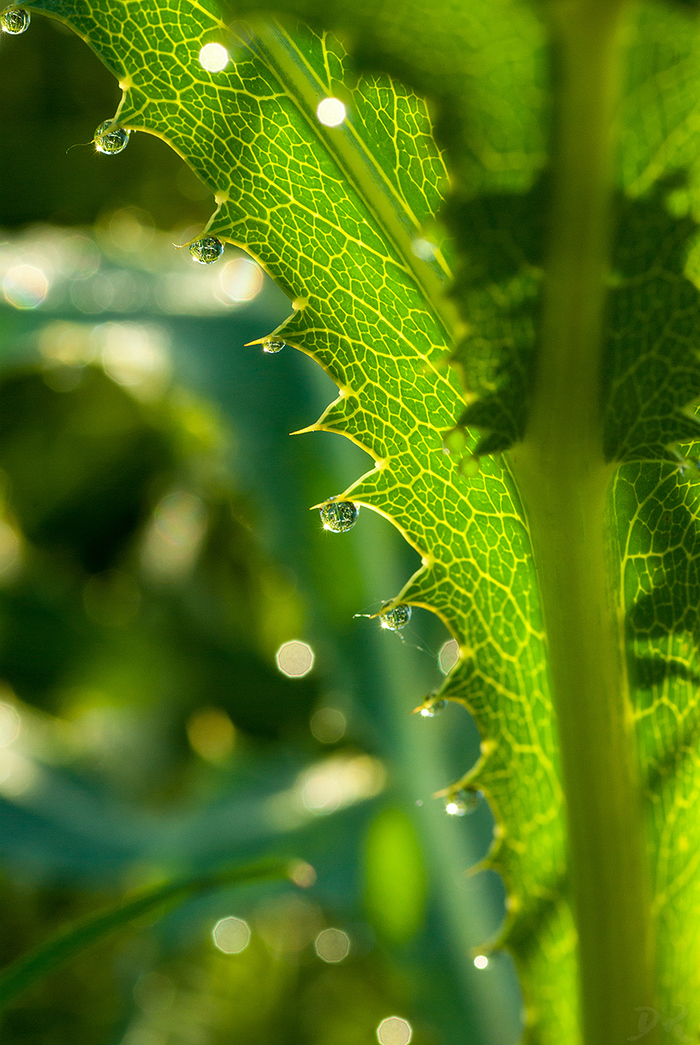 Dew on a thorn - My, Beginning photographer, Pentax, , Macro, Dew, Macro photography