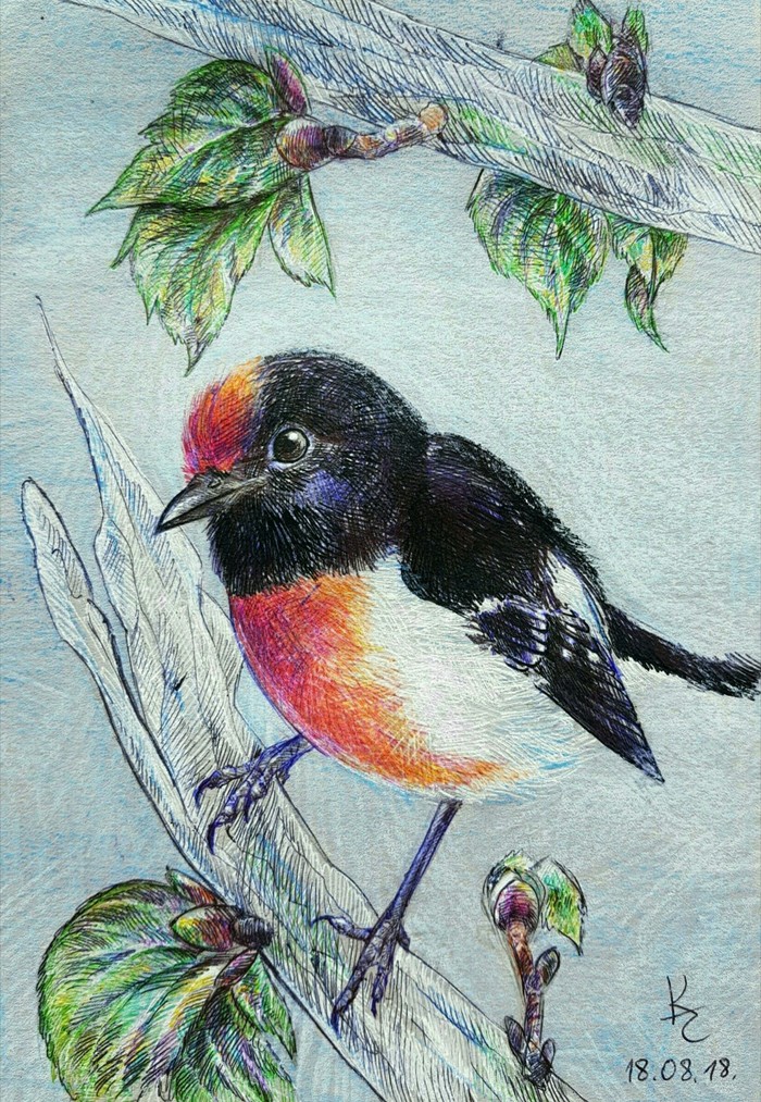 red-fronted petroica - My, Birds, Art, Nature, Creation, Drawing, Animals, Mixed media, Animalistics