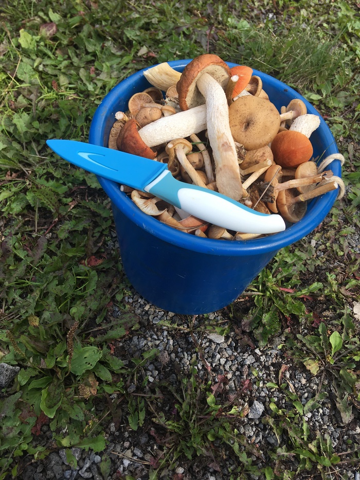 Honey mushrooms, butternut squash, redheads and a couple of white ones. - Mushrooms, My, Ural