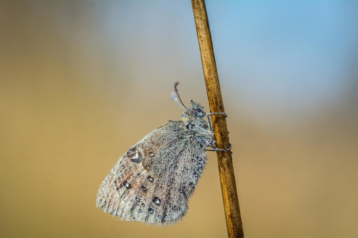 Basking in the sun - My, Morning, Macro, Macro photography