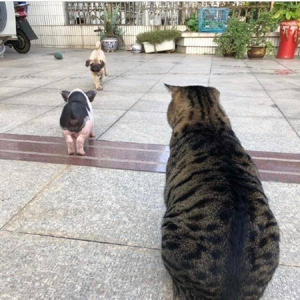 Friends - Dog, cat, Piglets, Longpost