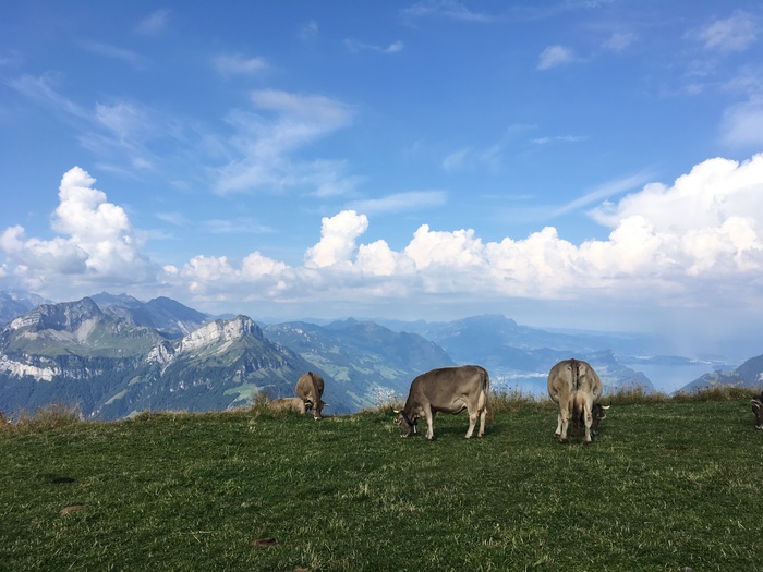 A little Alps (or Alps?) in your feed - My, Nature, The photo, Switzerland