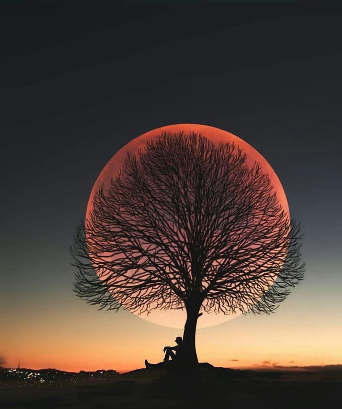 Moon, tree, man. - The photo, moon, Tree