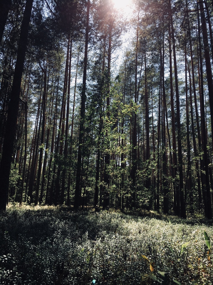 End of summer - Forest, My, Mobile photography, Summer