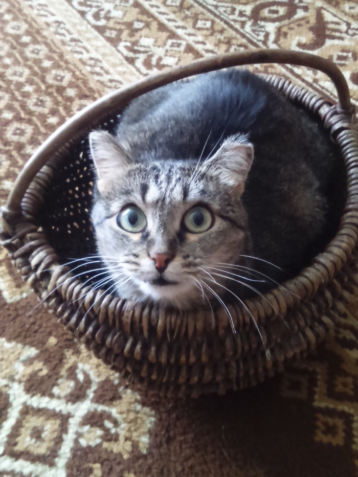 I live here. - Basket, My, cat