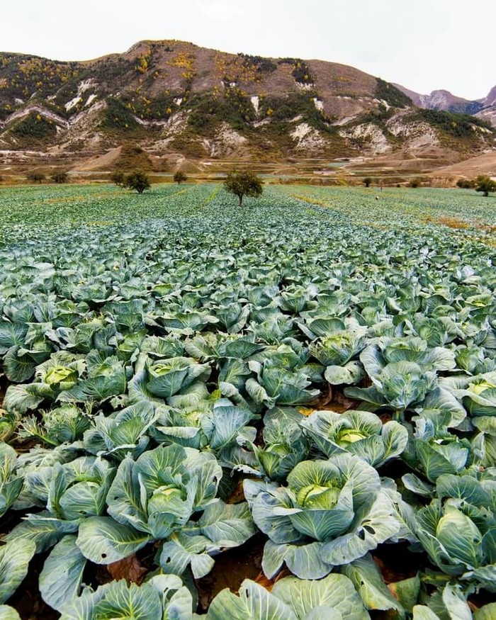 Cabbage fields, Republic of Dagestan. - Cabbage, Dagestan, Russia, Interesting, The photo, Nature, Сельское хозяйство, Caucasus