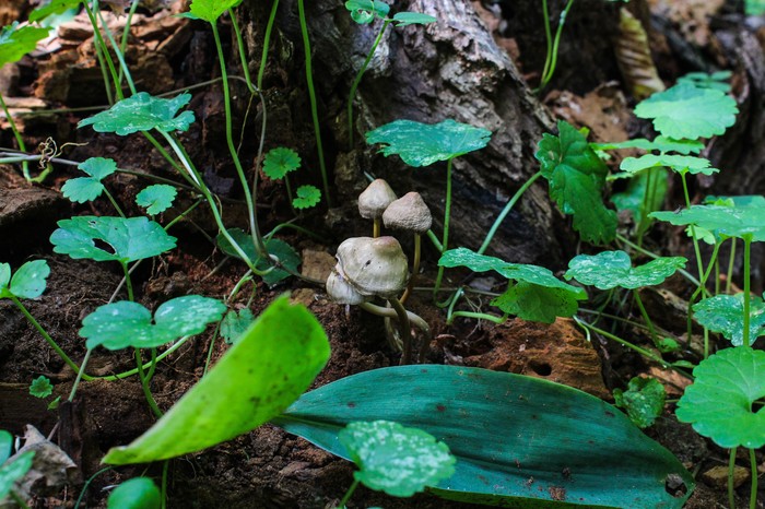 Мир под ногами Длиннопост, Дзержинск, Фотография, Canon 1300d, Природа