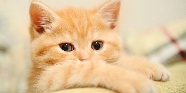 ����� �������� 12 ���� ����....