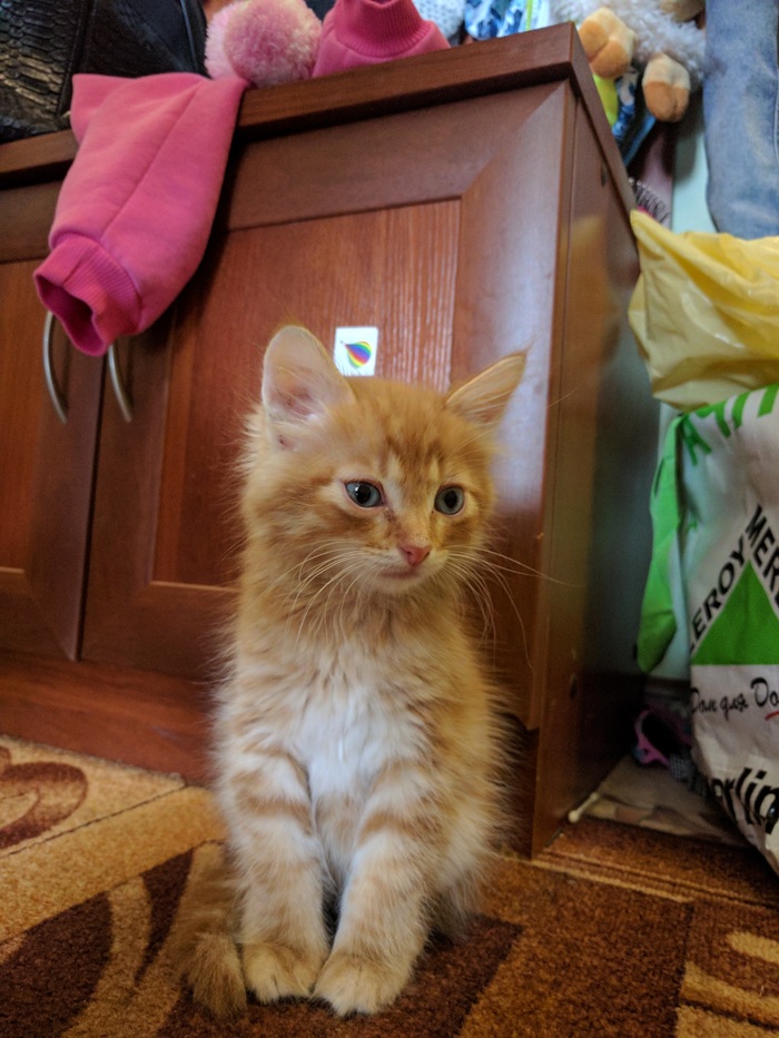 Found in a parking lot with a black eye and a broken nose. A year later, the cat grew up and became the King (lion). - My, Catomafia, Kittens, After some time, Longpost, cat, It Was-It Was