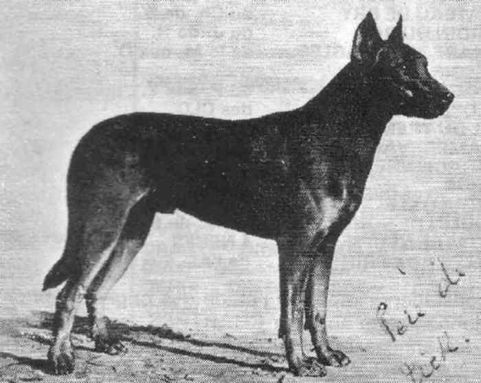 Бриар порода собак породы собак франции