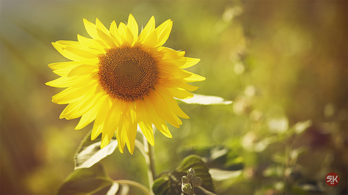Солнечные цветы Фотография, Лето, Цветы, Canon