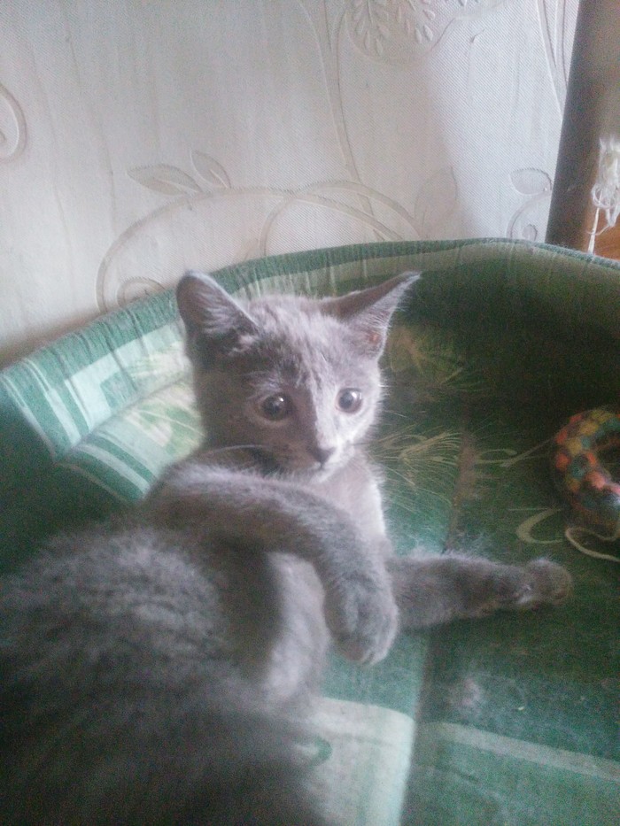 Помогите пристроить милейшую слугу сатаны. Новосибирск.