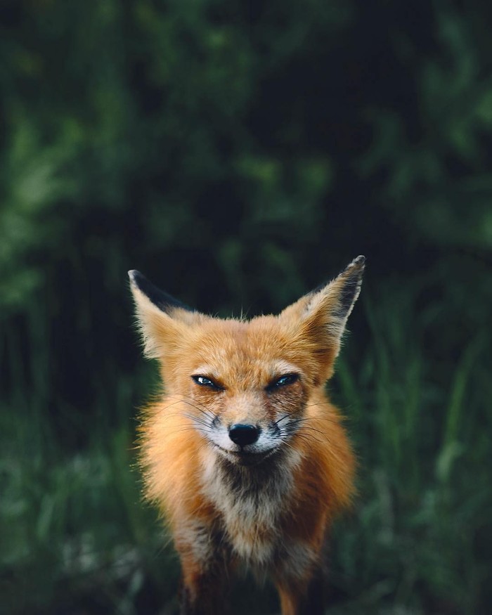 Suspicious fox - Fox, Animals