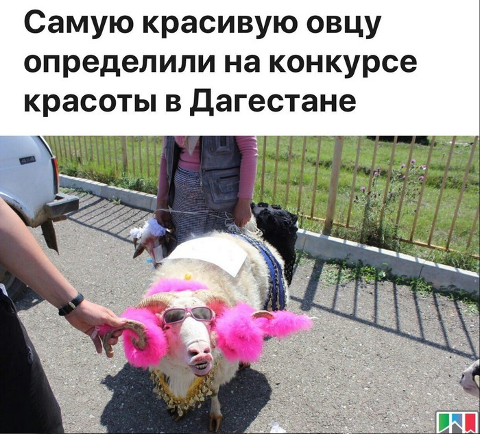 Interesting contests - Competition, Sheeps, Animals, beauty, Dagestan, Humor