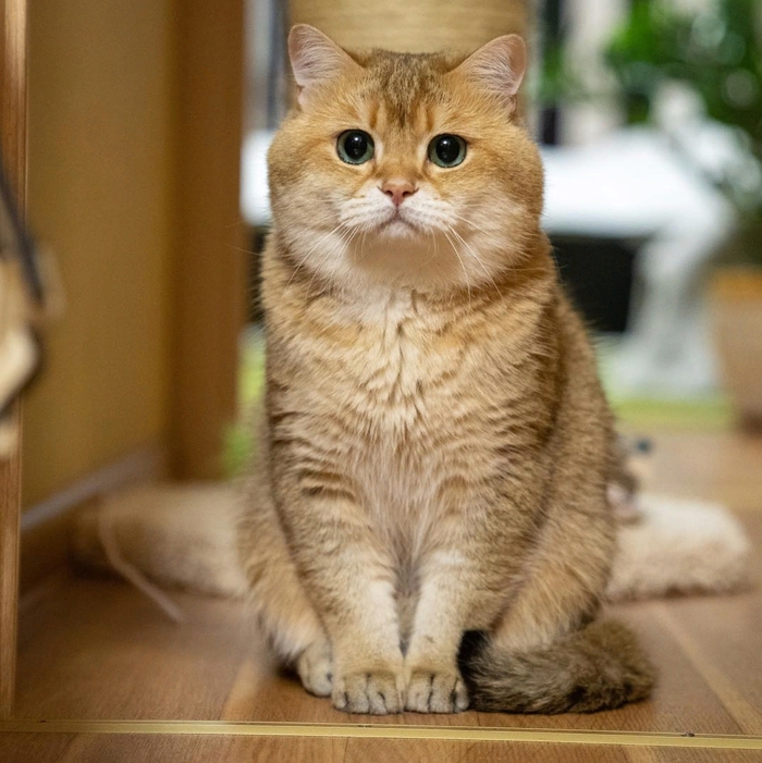 Fat cat - cat, , Hosico Cat, Longpost, Fat cats