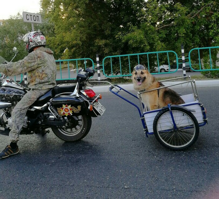 Saransk motorcycle gang - Helmet, Motorcycles, Dog, Moto