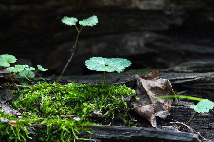 Мир под ногами Длиннопост, Дзержинск, Фотография, Canon 1300d, Природа