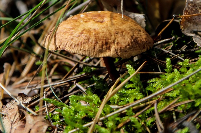 Мир под ногами Длиннопост, Дзержинск, Фотография, Canon 1300d, Природа