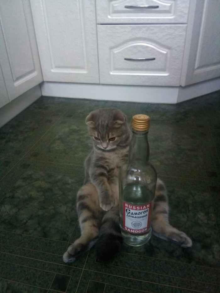 Everyday life of my cat when I'm not at home - My, cat, Is sitting, Alcohol, Sadness, Catomafia, Animals