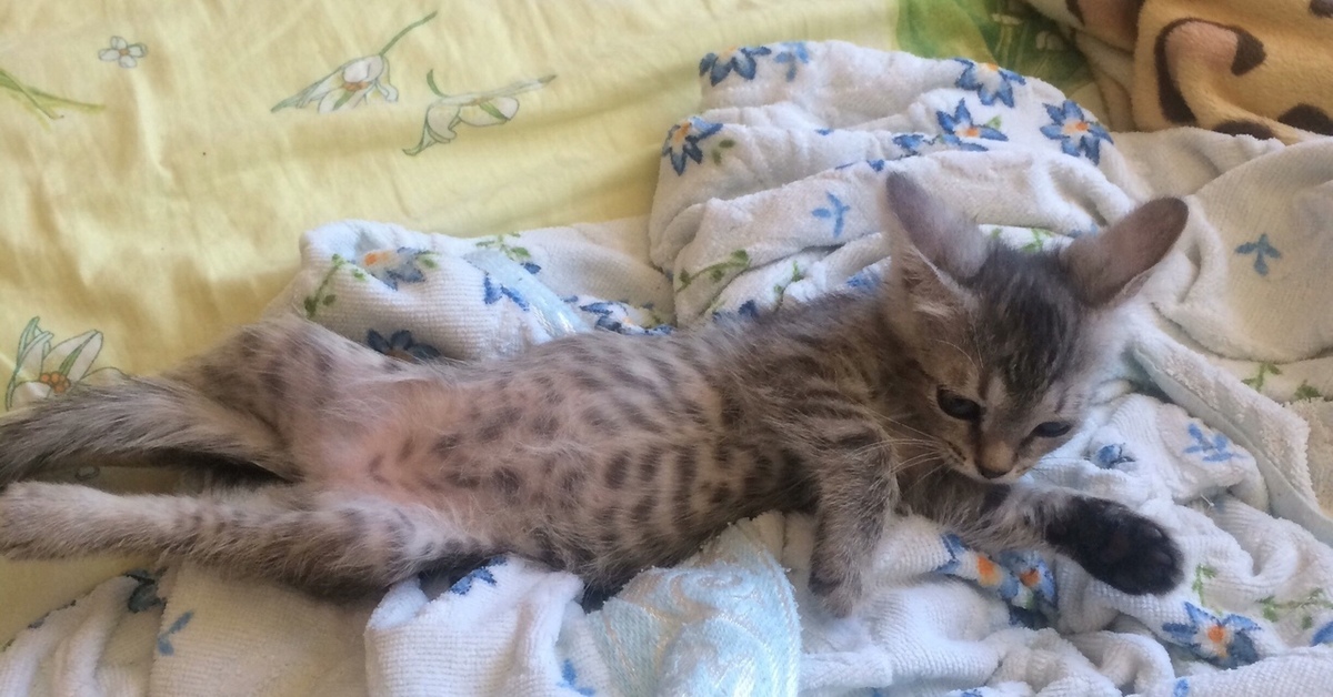 Котята худые что делать. Худой котенок. Котята худые что делать. Самый худой кот. Котята худые что делать.