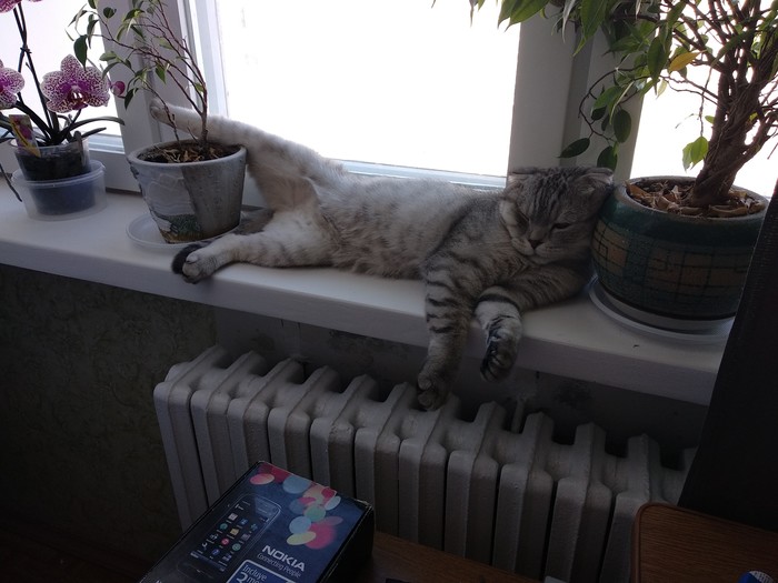 Relax or I'm so comfortable! - My, cat, Relax, Bliss, Relaxation, Milota, Pets