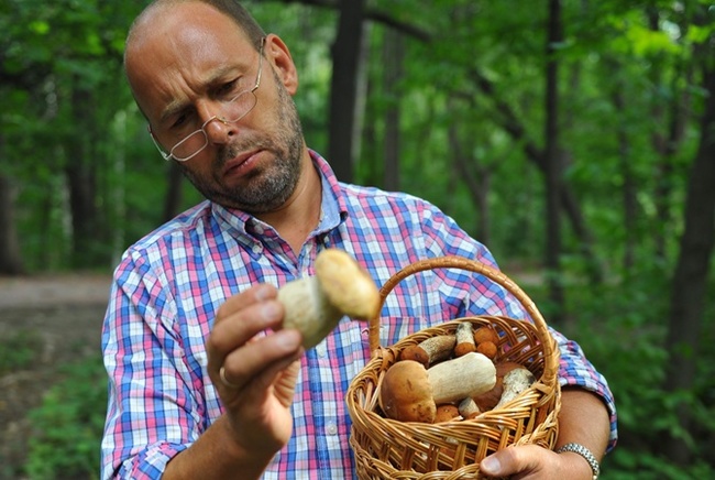 Casting - Mushroom season, Trend, Mushrooms