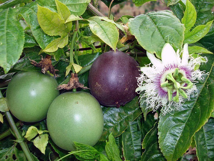 Passiflora, she is a passion flower, she is also a granadilla, you can just passion fruit - Passionflower, , Passion fruit, , Longpost