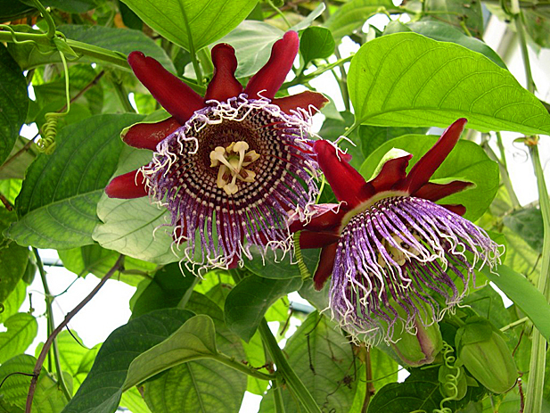 Passiflora, she is a passion flower, she is also a granadilla, you can just passion fruit - Passionflower, , Passion fruit, , Longpost