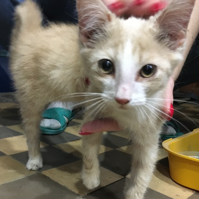Found kitten, please help find a home - Help, cat, No rating, In good hands, My, Foundling, Helping animals, Need advice, Kazan