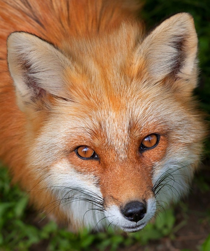 Those sly eyes. - Animals, The photo, Fox