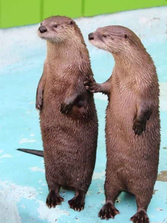 Listen, why are we otters? - The photo, Otter