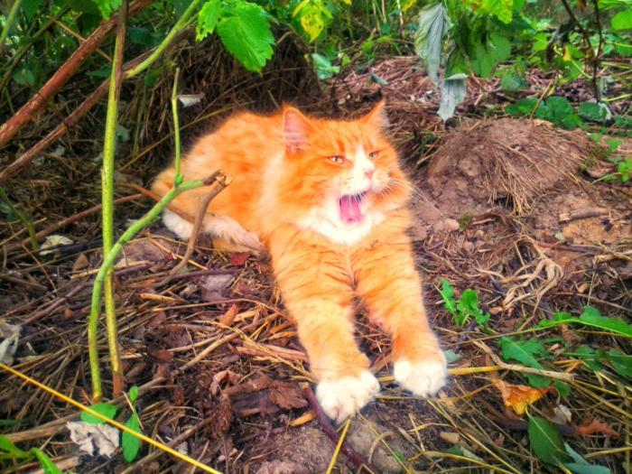 It's good to be a cat, you can sleep under a bush! - cat, Redheads, , Yawn