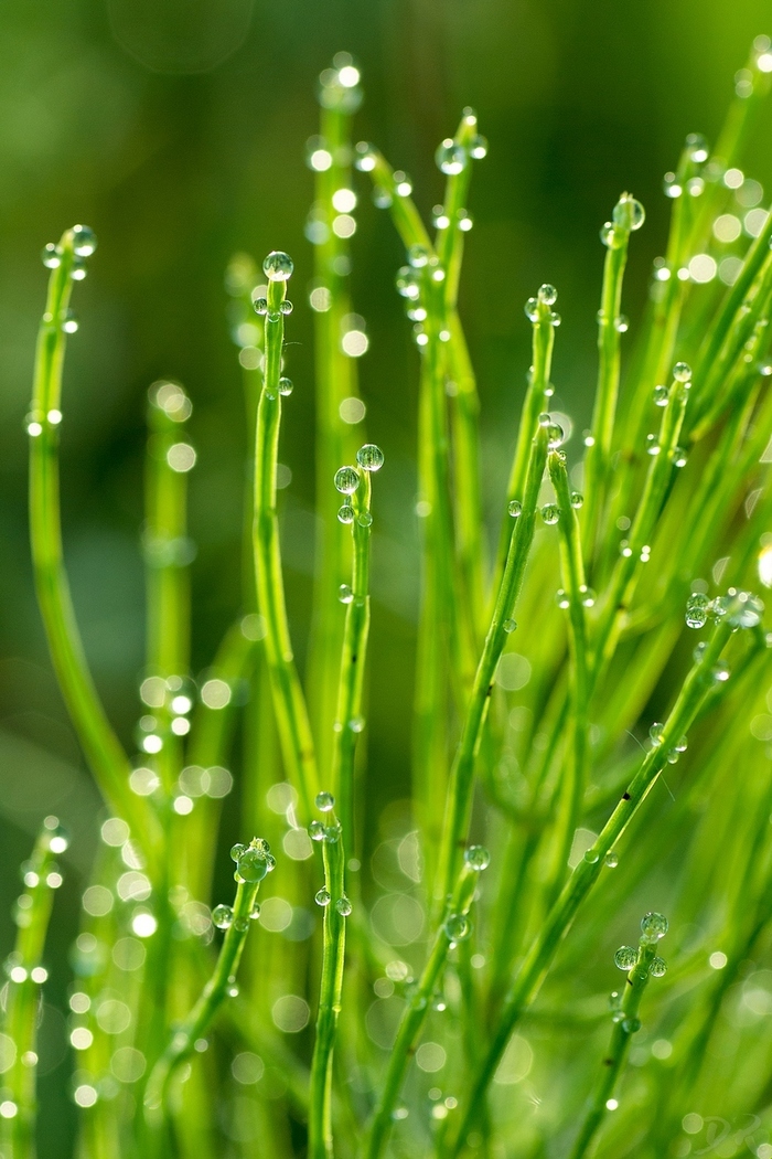 Dew on horsetail - My, Beginning photographer, Pentax, , Dew, Drops, Equisetum, Macro, Macro photography