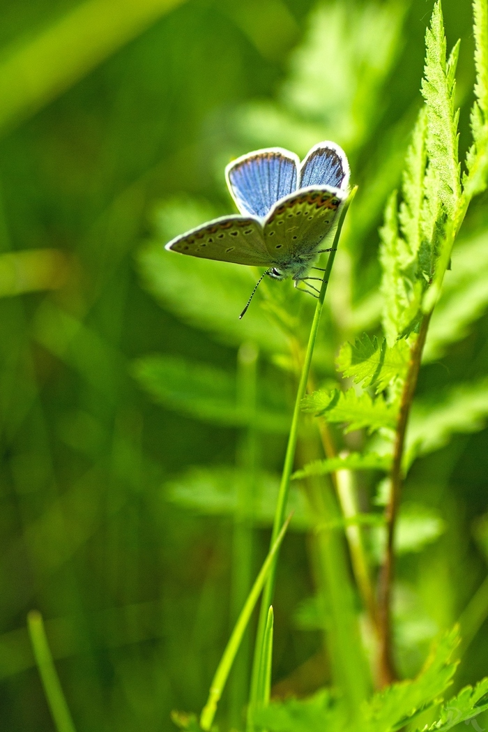 Blueberry icarus - My, Butterfly, golubyanka
