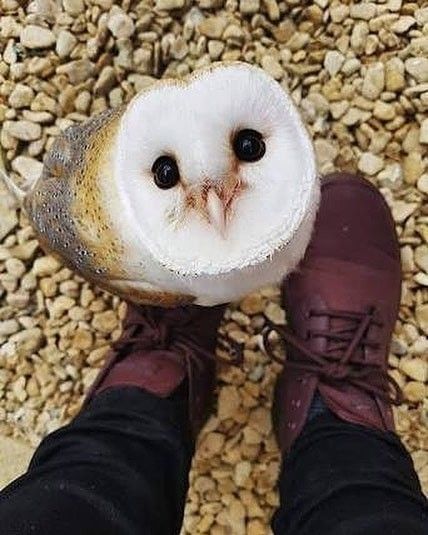 Hello - The photo, Legs, Person, Barn owl