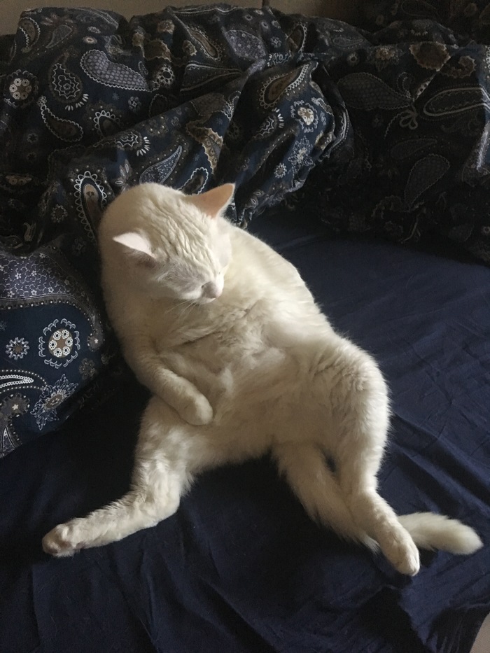 -Привет, я Джони Джонни, Кот, Белый, Сахар, Зефир, Длиннопост