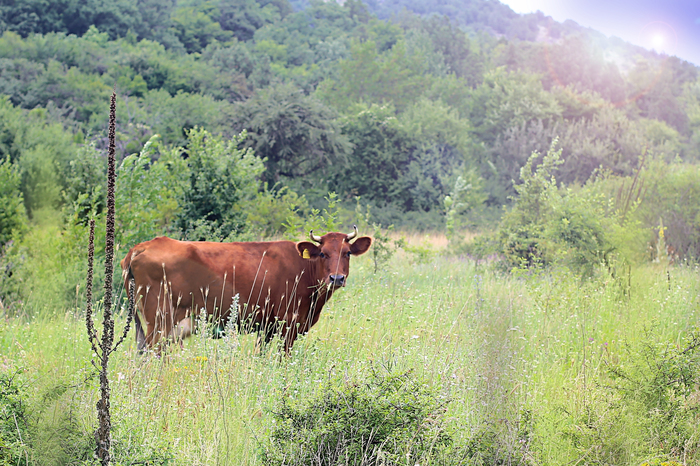 Only cows are happy today... - My, Cow, Crimea, Field, Happiness, Grass, Erich Maria Remarque, The mountains, Nature