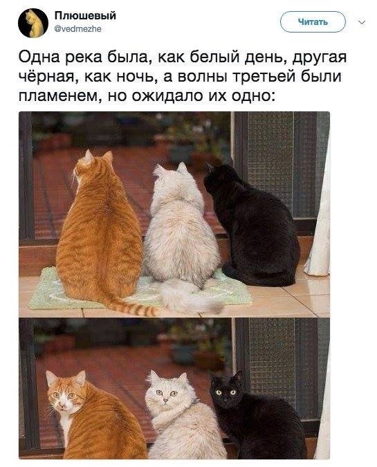 Кота Гра - Юмор, Котомафия, Картинка с текстом, Кот