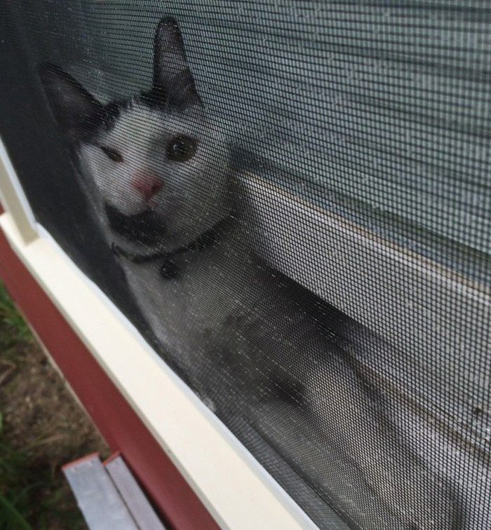 How convenient here bl * =) and the air is fresh. - My, cat, cat house, Window, Net