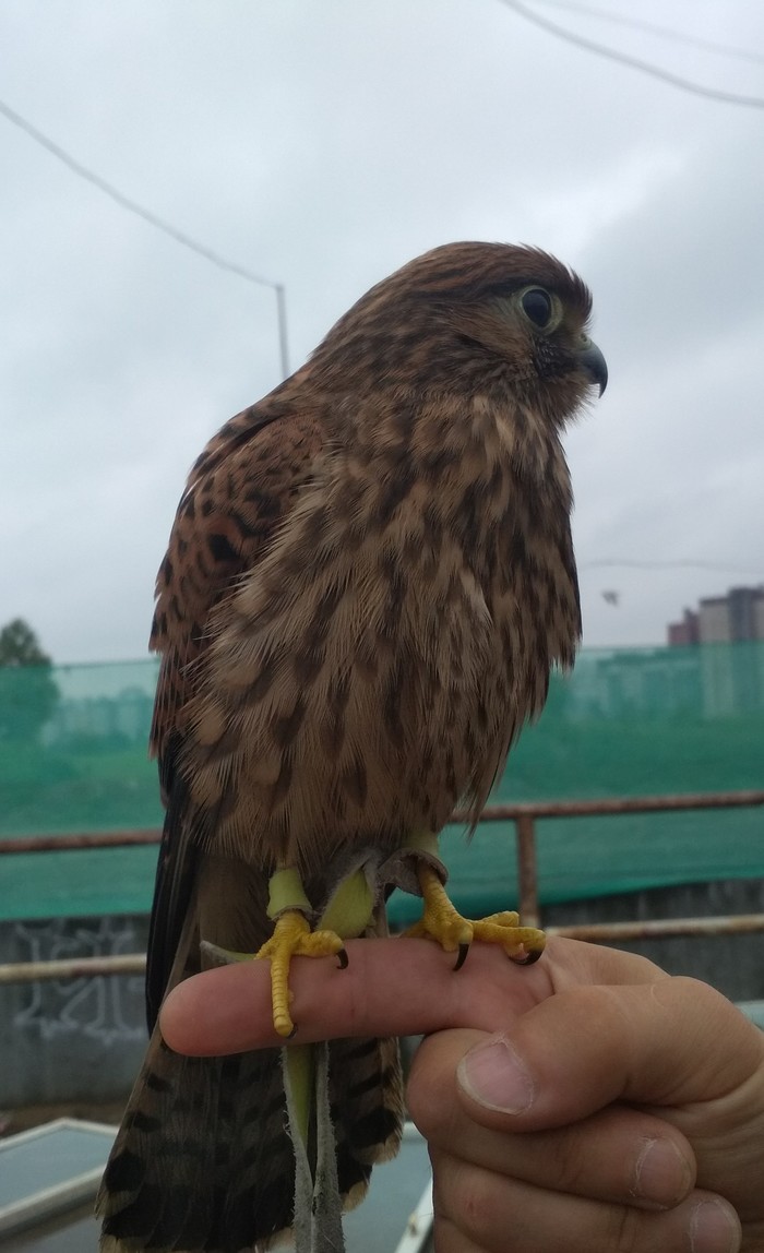 The most formidable falcon - My, Falconry, Predator birds, beauty of nature, Birds, Saint Petersburg, Work, Longpost