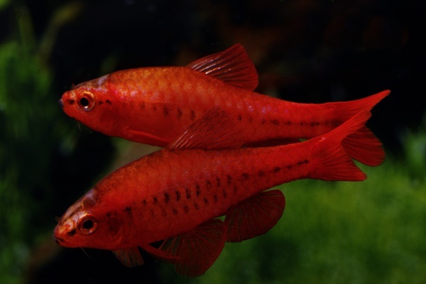 Вишневый барбус (Puntius titteya)