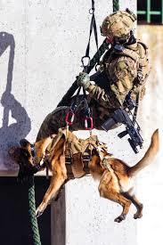 Use of dogs in the US military - USA, Army, Dog, Longpost