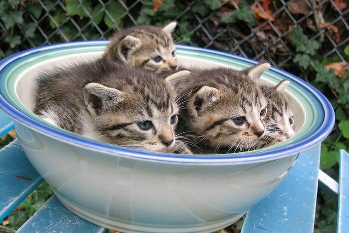 Summer kitten salad - Kittens, Breakfast, Plate