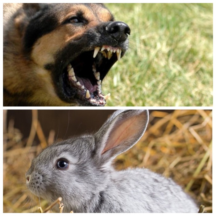 Dogs killed rabbits - My, Dog, Rabbit, gnawed, Dog attack, No rating, League of Lawyers, Legal aid