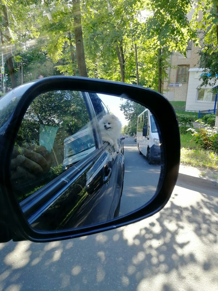 Dog, car, mirror. - My, Milota, Reddit, Animals, Pets, Dog