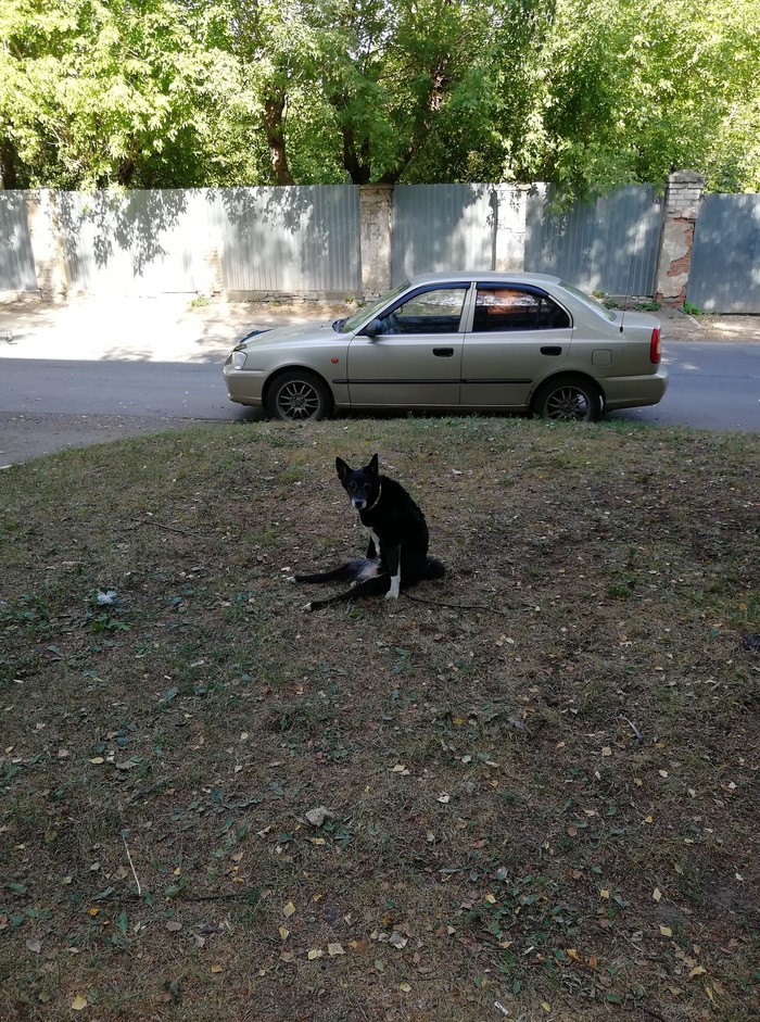 Собака-уставака - Моё, Длиннопост, Приуныл, Лето, Собака, Жара